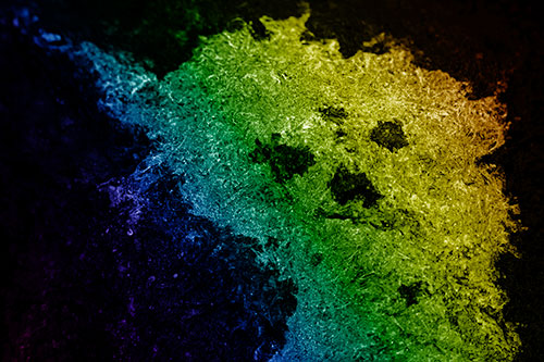 Dry Smirking Moss Face Among Damp Rock Surface (Rainbow Shade)
