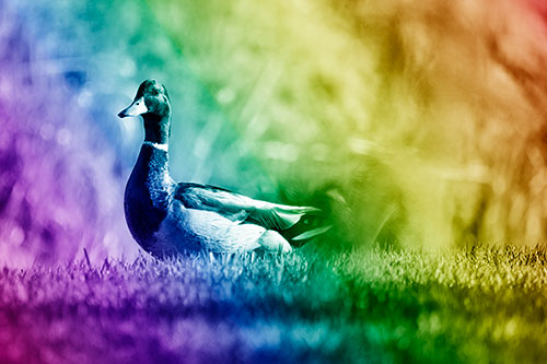 Duck On The Grassy Horizon (Rainbow Shade Photo)