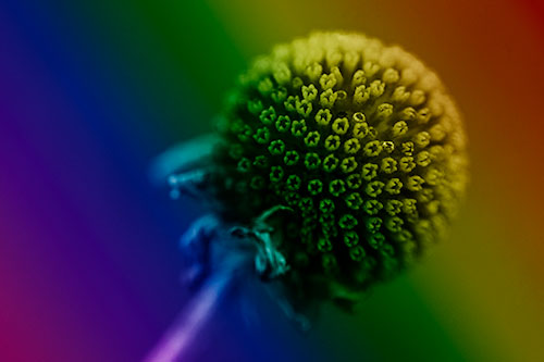 Dying Globosa Billy Button Craspedia Flower (Rainbow Shade Photo)
