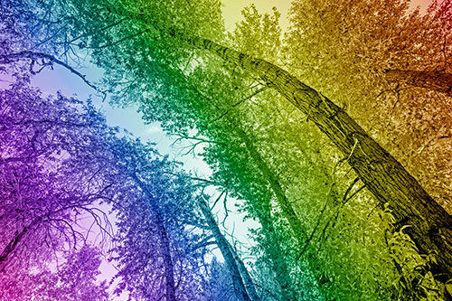 Early Autumn Trees Curving Among Sunlight (Rainbow Shade)