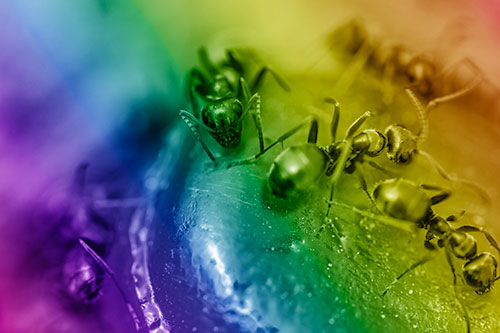 Excited Carpenter Ants Feasting Among Sugary Food Source (Rainbow Shade Photo)