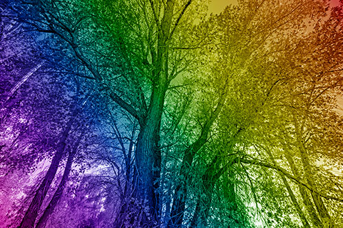 Fall Changing Autumn Tree Canopy Color (Rainbow Shade Photo)