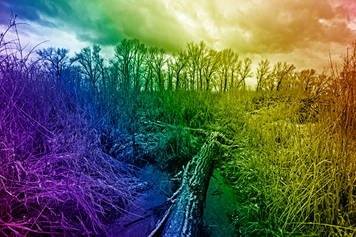 Fallen Snow Covered Tree Log Among Reed Grass (Rainbow Shade Photo)
