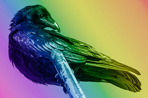 Feather Cleaning Raven Perched Atop Rusted Rail (Rainbow Shade)
