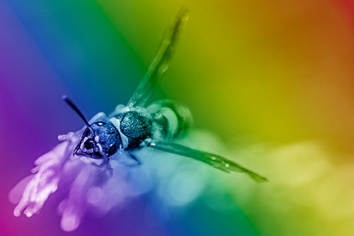 Feisty Wasp Gazes Upwards Among Plant Top (Rainbow Shade)