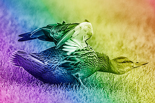 Female Mallard Duck Stretching Among Cut Grass (Rainbow Shade)