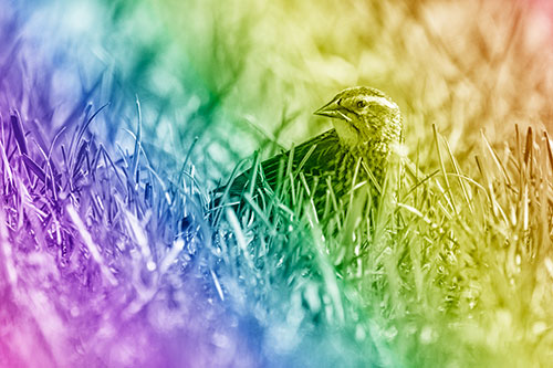 Female Red Winged Blackbird Taking Gander Among Grass (Rainbow Shade)