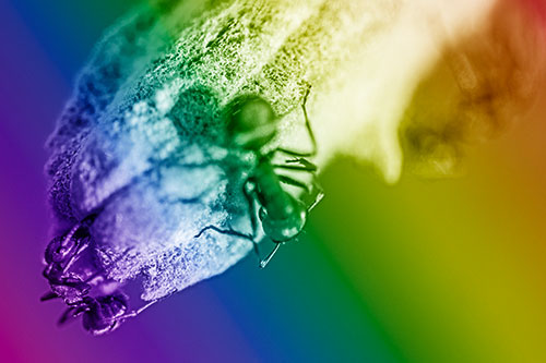 Fire Ants Crawling Among Milkweed Pod (Rainbow Shade)