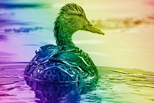 Floating Female Mallard Duck Glancing Sideways (Rainbow Shade Photo)