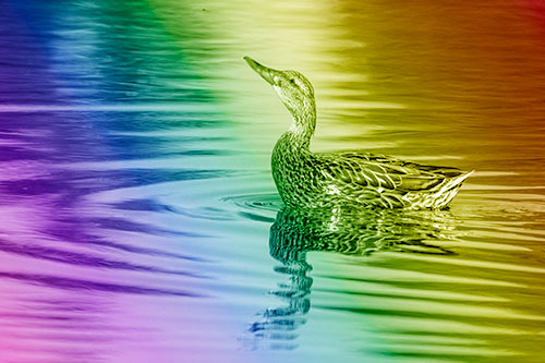 Floating Mallard Duck Watches Dragonfly Buzzing Above (Rainbow Shade)