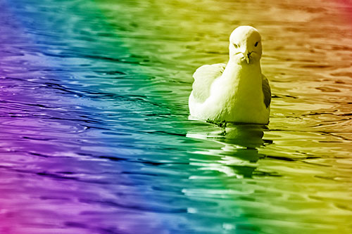 Floating Seagull Making Direct Eye Contact (Rainbow Shade)