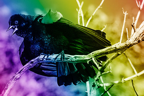 Fluffy Red Winged Blackbird Cawing Among Curving Branch (Rainbow Shade)