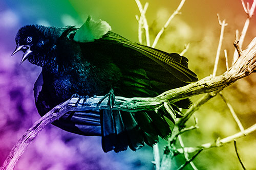Fluffy Red Winged Blackbird Singing Among Curving Branch (Rainbow Shade)