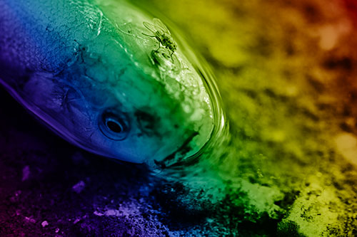 Fly Grooming Atop Dead Freshwater Whitefish Eyeball (Rainbow Shade Photo)