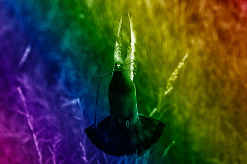Flying Pigeon Carries Stick In Mouth (Rainbow Shade Photo)