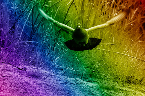 Flying Pigeon Collecting Nest Sticks (Rainbow Shade Photo)