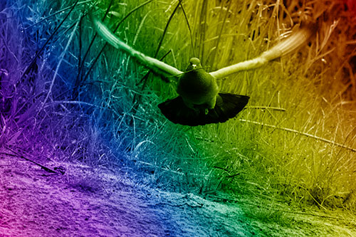 Flying Pigeon Collecting Nest Sticks (Rainbow Shade)