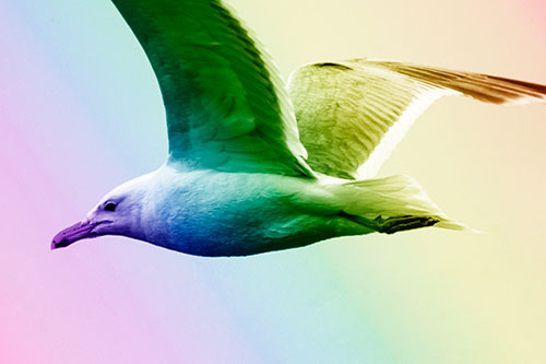 Flying Seagull Close Up During Flight (Rainbow Shade Photo)