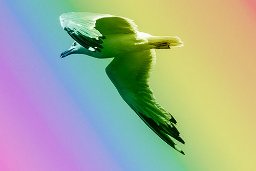 Flying Seagull Searching For Fishy Breakfast (Rainbow Shade)