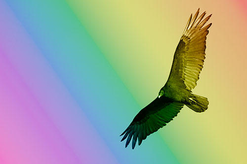 Flying Turkey Vulture Hunts For Food (Rainbow Shade Photo)