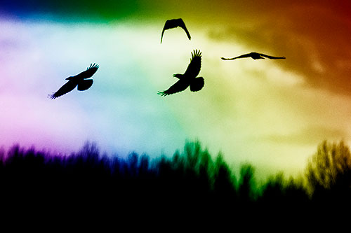 Four Crows Flying Above Trees (Rainbow Shade Photo)