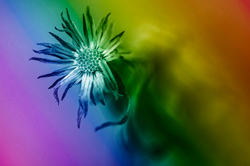 Freezing Aster Flower Shaking Among Wind (Rainbow Shade)