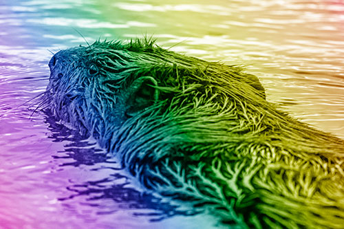 Frightened Beaver Swims Upstream River (Rainbow Shade Photo)