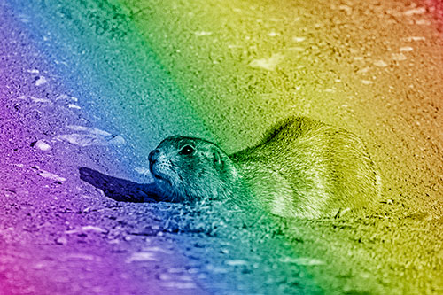 Frightened Russet Ground Squirrel Crouching Atop Dirt Mound (Rainbow Shade)