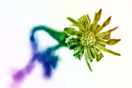 Frozen Ice Clinging Among Bending Aster Flower Petals (Rainbow Shade Photo)