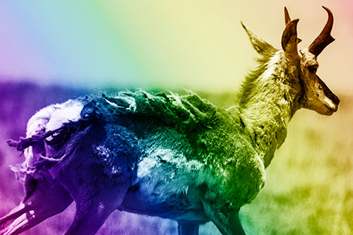 Fur Shedding Pronghorn Walking Along Grass (Rainbow Shade)
