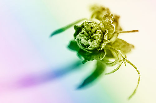 Fuzzy Blossoming Willow Cone Gall Midge (Rainbow Shade Photo)