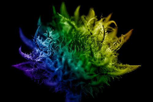 Fuzzy Sunflower Bud Begins Blooming (Rainbow Shade)