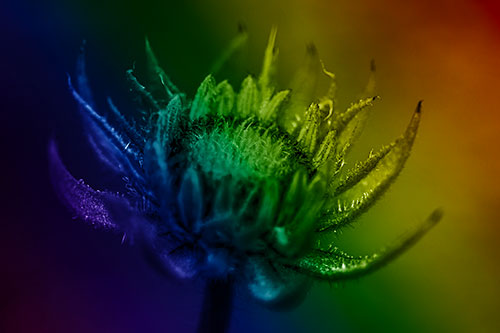 Fuzzy Unfurling Sunflower Bud Blooming (Rainbow Shade Photo)