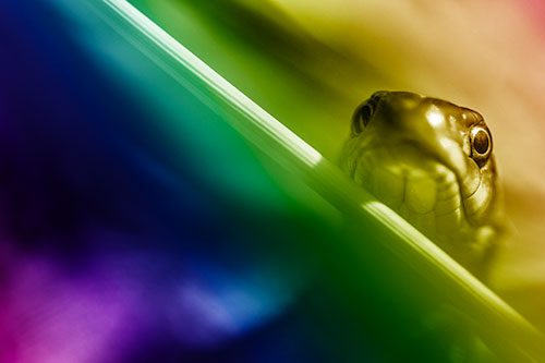 Garter Snake Peeking Head Over Dried Fescue Grass Blade (Rainbow Shade)
