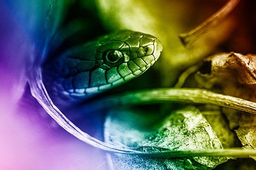 Garter Snake Peeking Out Dirt Tunnel (Rainbow Shade Photo)