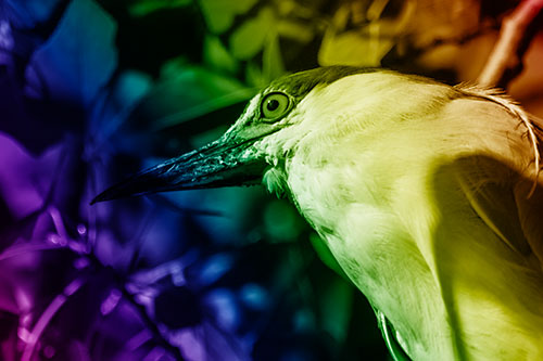 Gazing Black Crowned Night Heron Among Tree Branches (Rainbow Shade Photo)