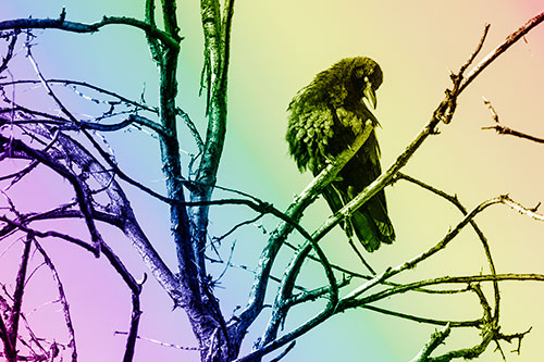 Glaze Eyed Crow Tilting Head Among Dead Tree Branches (Rainbow Shade)