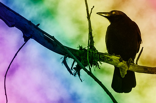 Glazed Eyed Crow Gazing Sideways Along Sloping Tree Branch (Rainbow Shade Photo)