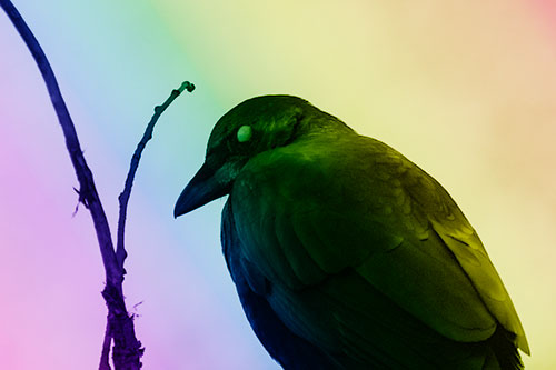 Glazed Eyed Crow Hunched Over Atop Tree Branch (Rainbow Shade Photo)