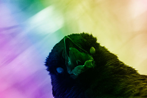 Glazed Eyed Tongue Screaming Crow (Rainbow Shade Photo)