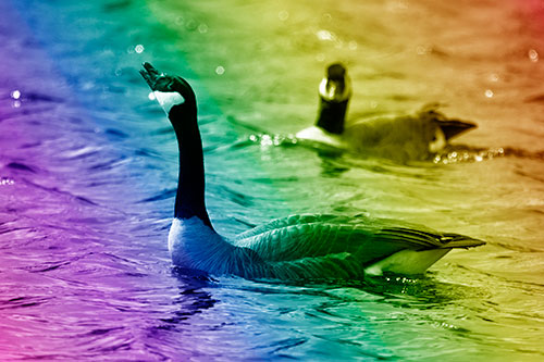 Goose Honking Loudly On Lake Water (Rainbow Shade Photo)