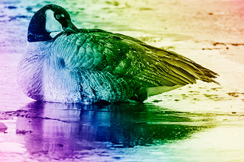 Goose Resting Atop Ice Frozen River (Rainbow Shade Photo)