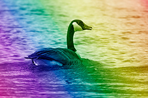 Goose Swimming Down River Water (Rainbow Shade Photo)