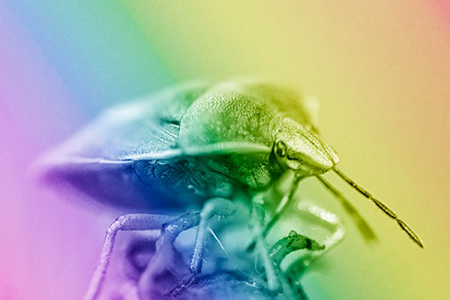 Gorse Shieldbug Standing Atop Gumplant (Rainbow Shade)