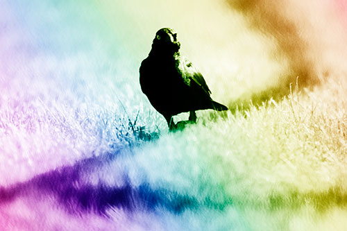 Grackle Bird Walking Down Shadow Line (Rainbow Shade Photo)