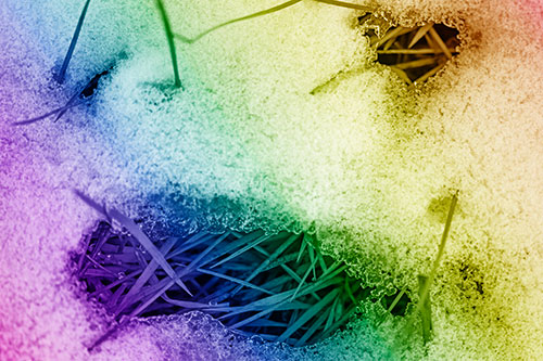 Grass Blade Face Pierces Through Melting Snow (Rainbow Shade Photo)