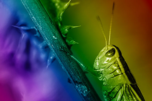 Grasshopper Hangs Onto Weed Stem (Rainbow Shade Photo)