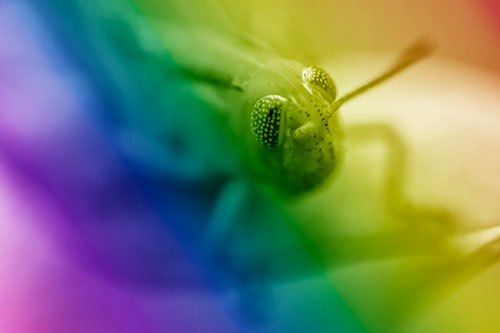 Grasshopper Perched Atop Plant Leaf (Rainbow Shade Photo)