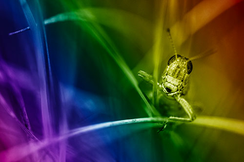 Grasshopper Smiling Among Intersecting Grass Blades (Rainbow Shade)