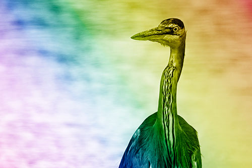 Great Blue Heron Glancing Among River (Rainbow Shade Photo)